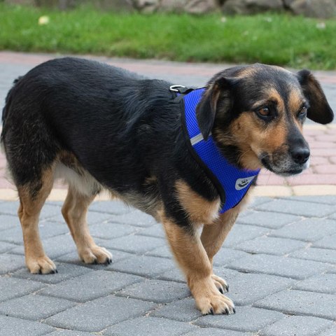 Szelki bezuciskowe spacerowe regulowane odblask dla psa kota + smycz rozmiar XL Kik Sp. z o. o. Sp. k.